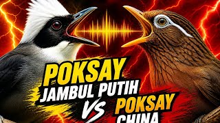 MASTERAN BURUNG MURAI JUARA POKSAY JAMBUL PUTIH DAN POKSAY CHINA
