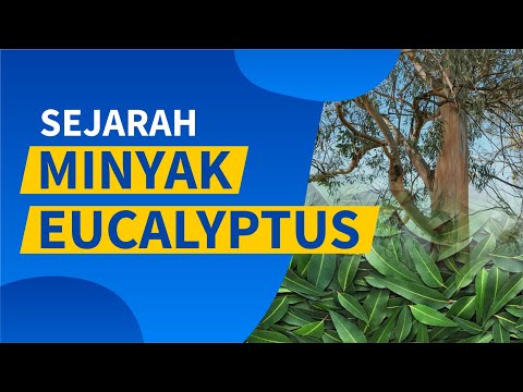 Video: Mengapa eucalyptus mudah terbakar?