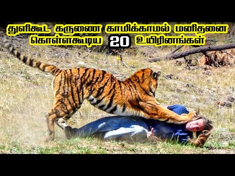 Top 20 Animals that can kill Humans in Tamil #1 | மனிதனை கொள்ளக்கூடிய 20 விலங்குகள் & உயிரினங்கள்