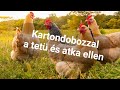 Madártetü és atka ellen kartondobozzal