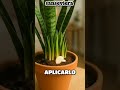 revive tu sanseviera en 30 dias con este abono casero poderoso #abono #sanseviera #viral 