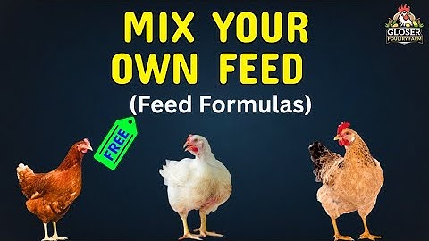 How to Mix Cheap & Balanced Chicken Feed at Home (Layers, Broilers & Dual Purpose)