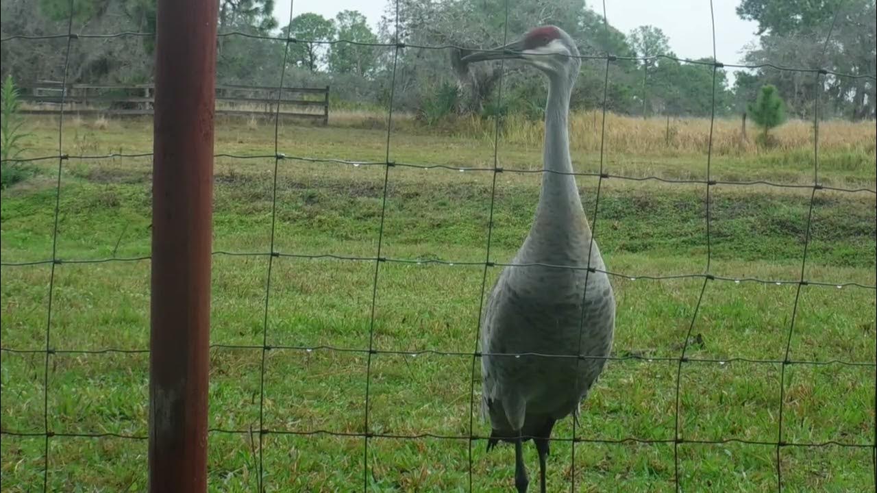 Our resident male Sandhill Crane walks away when I tell him it's