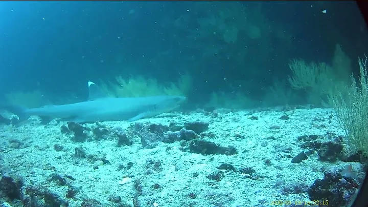Fresia & white tip shark