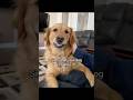 The little signs your dog is truly happy #dogsoftiktok #happydog #dogmom #natpat #puppylove #doglife