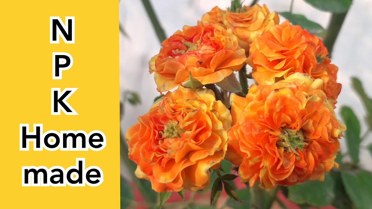 n-p-k-make-homemade-liquid-fertilizer-rose-hibiscus-vegetable-for-all