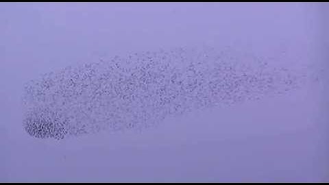 Sperwer vs. duizenden Spreeuwen.... deel 2. Sparrowhawk vs. thousands of Starlings... part 2