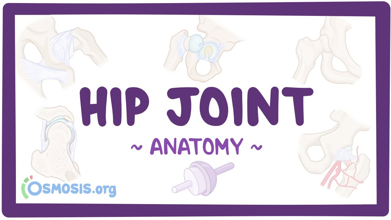 Anatomy of the hip joint Biology Diagrams