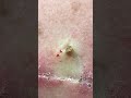 Quick Back Blackheads