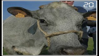 Salon de l'Agriculture: Découvrez la «Bleue du Nord», mascotte de l'édition 2019 Resimi