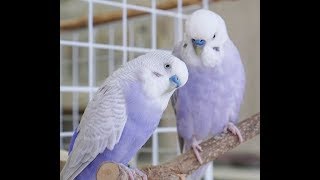 Very Violet Budgies/Parakeets(Волнистых попугаев)