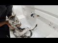 Washing Mr.Cat's body [Otter life Day 171] にゃん先輩の沐浴