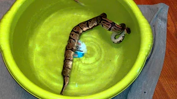 ¿Cómo baño a mi serpiente?