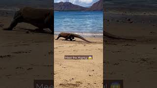 Meet the Dragons! Only place on Earth! #shorts #komodo #dragons #indonesia #travel