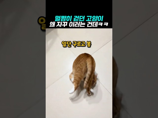 멀쩡이 걷던 고양이 왜자꾸 이러는건데 ㅋㅋ