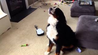 Bernese Mountain Dog thinks he can sing!