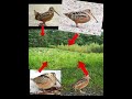 I’m sorry I’m just so addicted to the American woodcock, slowly becoming my favorite. #birdspotlight