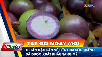 10 tấn đặc sản vú sữa của Sóc Trăng đã được xuất khẩu sang Mỹ | Cần Thơ TV