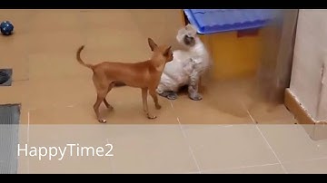 funny dogs - dogs, man