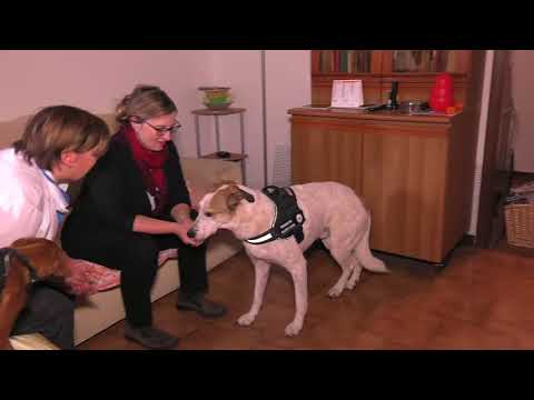 Video: Cani salvavita per i diabetici