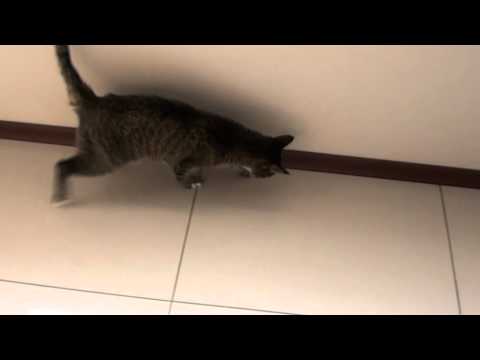 वीडियो: बिल्लियों में विटामिन बी1 (थियामिन) की कमी