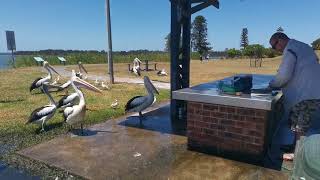 Pelican Feeding at Picnic Point Reserve, The Entrance | 13 Jan 2024