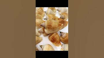 Ốc Nhảy Cái Cấp Đông (0939.360.314)