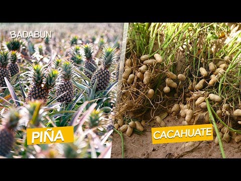 Video: ¿Dónde crecen las toronjas en Texas?