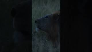 Serenaded By The Roar Of The Mighty Kruger Male Lion!