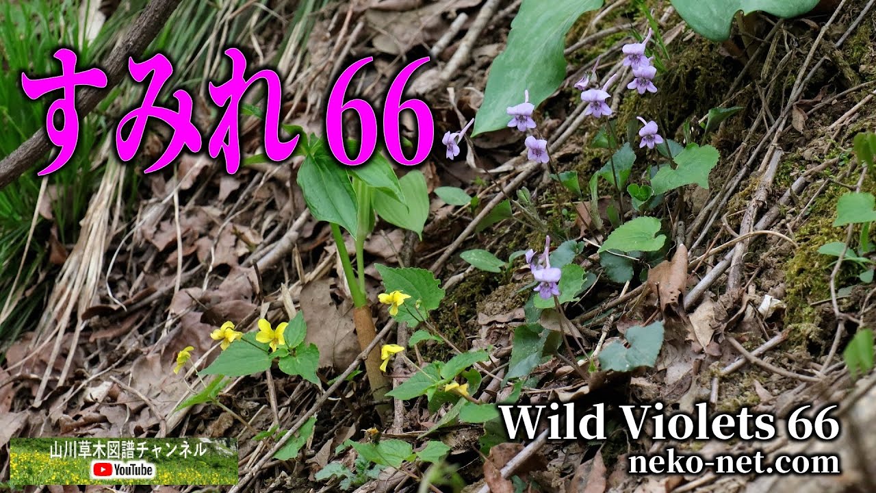 【すみれ 66】　- Wild Violets 66 - 　山川草木図譜チャンネル