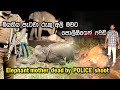 POLICE  shoot to mother elephant who protect their died baby on the road- its happen 2015