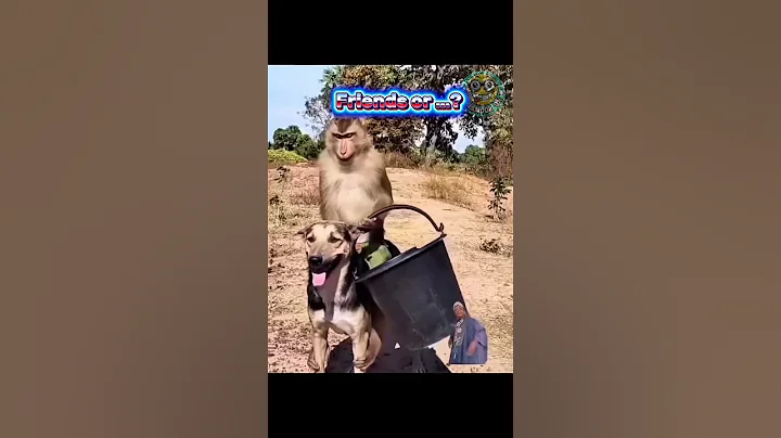 Monkey Rodeo: The Wildest Ride in the Backyard! #short #shorts