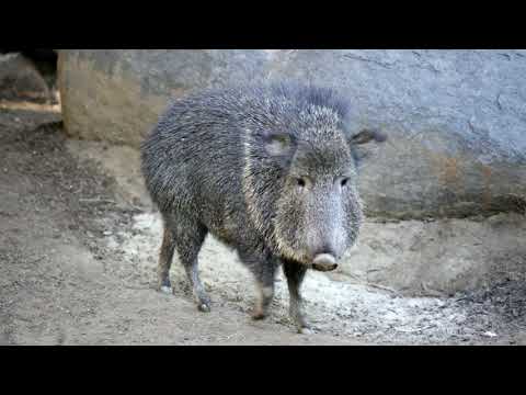 Video: Peccaries əhliləşdirilə bilərmi?