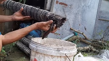 Đặt Trúm Lươn Mùa Nước Nổi Miền Tây # SĂN BẮT ĐỒNG THÁP #