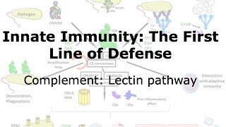 Constitutive Innate Immunity: Complement pathway (Lectin pathway)