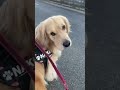 お尻をコーギーカットされじろじろみられる愛犬　#shorts