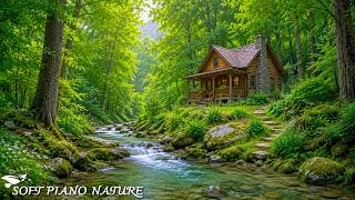 Soft Relaxing Music 🌿 Calm Piano Music for Healing, Stress Relief & Deep Relaxation screenshot 4