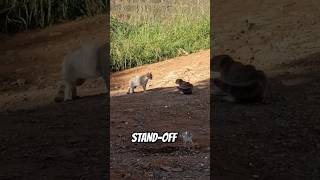 The cinematic cat stand-off 🐈‍⬛🐾 #catvideos #carshorts #standoff #culturedtimes