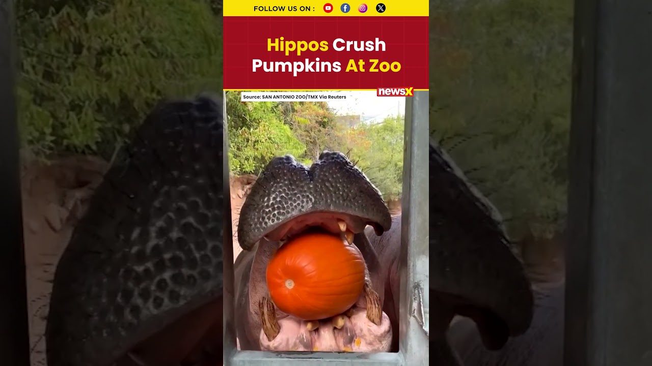 Pumpkin Smash! Hippos Enjoy Halloween Feast at Texas Zoo in Viral Video | NewsX