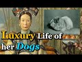 How Luxurious was Empress Dowager Cixi&#39;s Dogs?