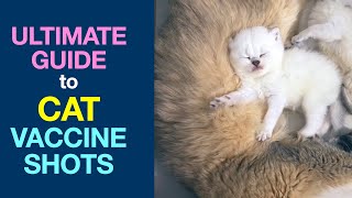 Ultimate Guide to Cat Vaccination Shots by James Nicolay 4,818 views 3 years ago 23 minutes