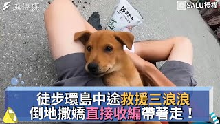 徒步環島中途救援三浪浪 倒地撒嬌直接收編帶著走！