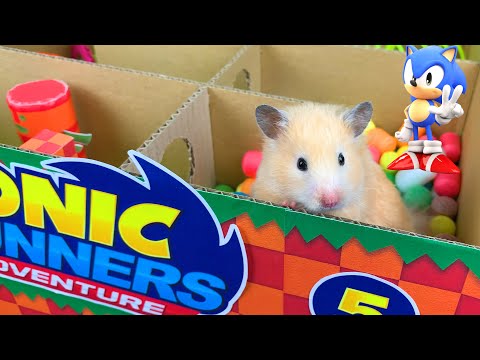 Hamsters in a 5 - Level Sonic Maze | Cardboard maze in the style of the game Sonic
