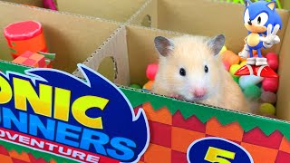 Hamsters in a 5 - Level Sonic Maze | Cardboard maze in the style of the game Sonic