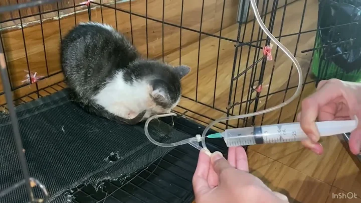 IV antibiotic injection on sick cat
