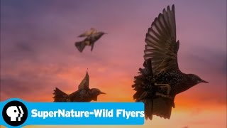 SUPERNATURE - WILD FLYERS | Inside a Giant Flock | PBS