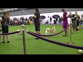Norwegian Buhund Westminster dog show 2017 の動画、YouTube動画。