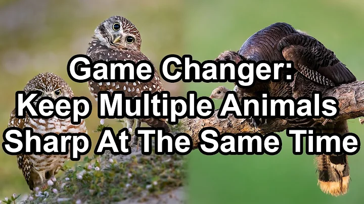 Game Changer: Keep Multiple Animals Sharp At The S...