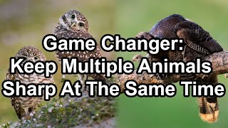 Game Changer: Keep Multiple Animals Sharp At The Same Time screenshot 2