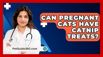 Can Pregnant Cats Have Catnip Treats? - PetGuide360.com